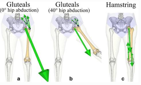 osteoporosis maluc